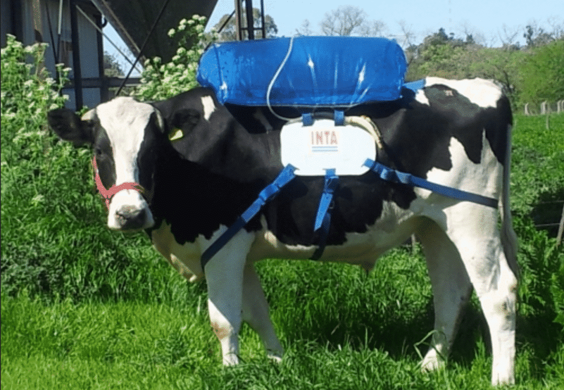 Метан в газах коров